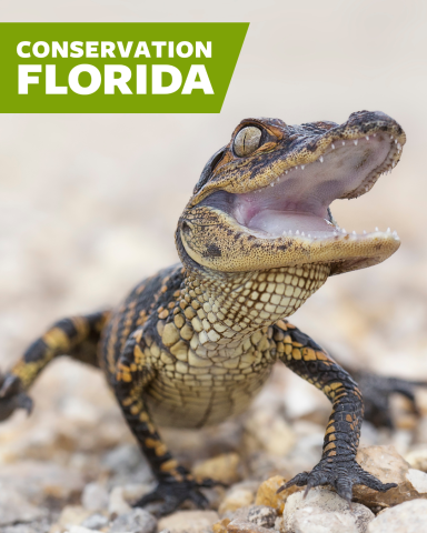 Baby alligator with Conservation Florida logo 